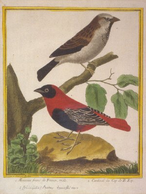 Ausstellung Vogelwelten