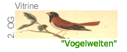 Vitrine - 2. OG: Vogelwelten